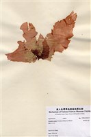 藏品(楔基角叉藻)的圖片